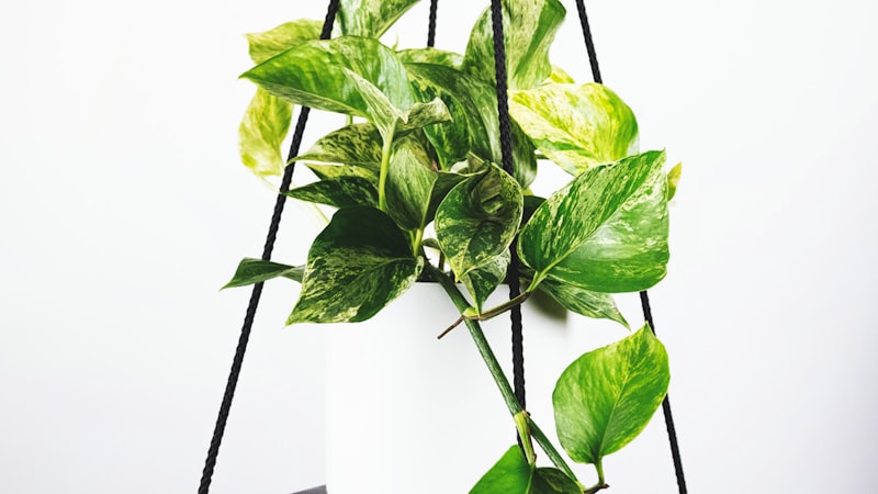 2014年世界杯半决赛德国对阵巴西的赛场全景，球迷座无虚席